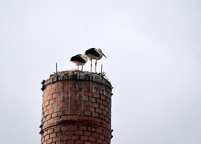 Bild 5: Penthaus mit Industrieblick: Zwei Störche wohnen auf einem Kamin der Alu Stockach