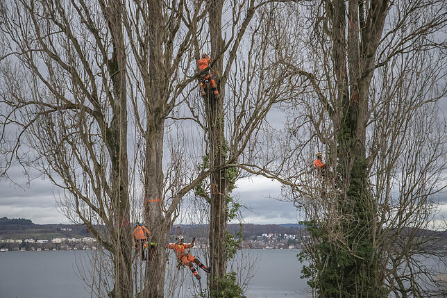 Bild 3: Vier riesige Pappeln müssen in Dingelsdorf gefällt werden. Die Bäume werden mit einem Heli auf dem Luftweg entfernt