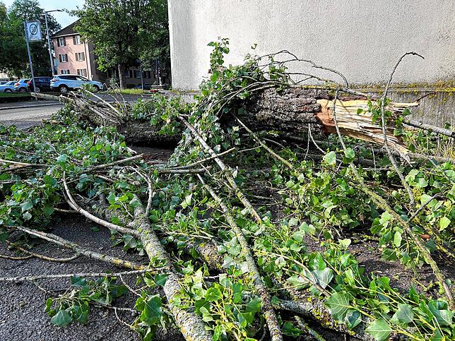 Heruntergekrachte Äste in der Pontarlierstraße. Bild: Nathalie Göbel