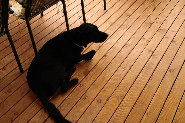 Labrador Mira wehrt Angriffe auf den Koi-Bestand aus der Luft ab.