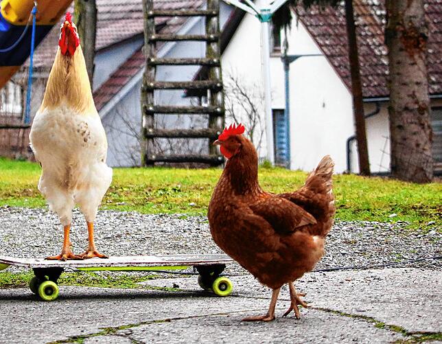 Da wird der Hahn zum Skateboard-King. Und die Henne denkt: Was für ein eitler Gockel.