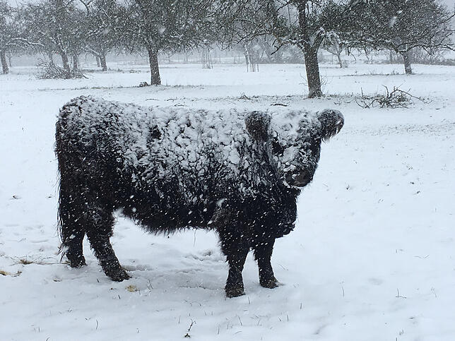 Der Bulle auf der Winterweide: Er hält sich trotz Unterstand gerne im Freien auf.