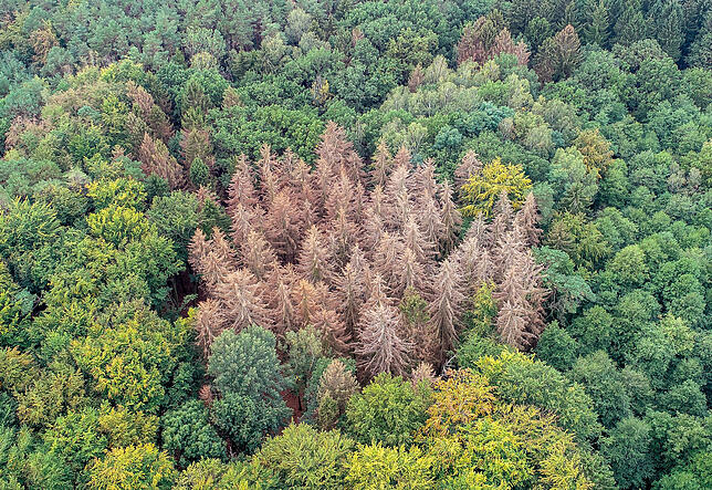 Folgen von Trockenheit und Hitze: Aus diesem Mischwald ragen tote Fichten heraus.