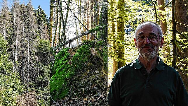 Revierförster Karl Ulrich Mäntele zeigt am Beispiel Rickenbach, wie es dem Wald im Südschwarzwald geht und was die Zukunft bringen könnte.
