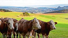 Nein, diese Kühe sind unschuldig. Das Bild zeigt einige Rinder vom Sauterhof in Engen, die im Fall einer Grenzverletzung für eine ...
