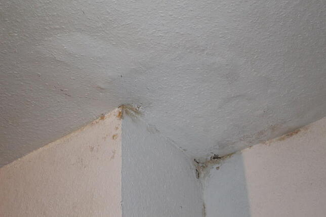 Die Tapete hebt sich ab, Feuchtigkeit drückt durch die Decke. Baustellen gibt es in der Blaumeerstraße 12 viele.