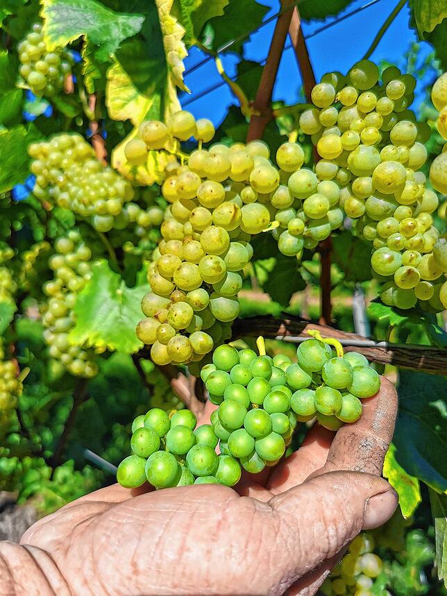 Sind noch grün, reifen bis zur Weinlese nicht mehr und müssen runter von den Rebstöcken: die „Geiztrauben“.