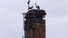 Bild : Revierkampf zur Paarungszeit: Bodensee-Storch wirft Rivalen aus dem Nest