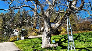 Da steht er, der 300 Jahre alte Bergahorn im Eschenweg in St. Georgen, ein wenig gestützt ob des Alters. Zwar waren am 14. April, als ...