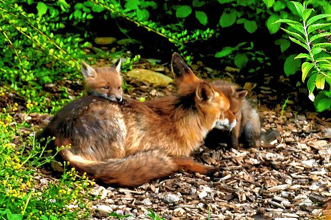 Wenn die Kleinen müde vom Herumtollen sind, ist Kuscheln mit Mama angesagt. Füchse gelten als sehr soziale Tiere, die sich intensiv um ...