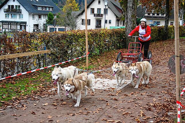 Bild 9: Bilder vom Schlittenhundewagenrennen in Todtmoos
