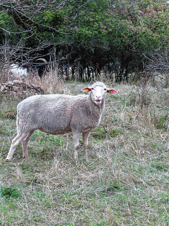 Bild 19: Bilder vom „Tag des offenen Ackers“ von Baarfood
