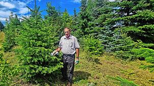 Weihnachtsbaumzüchter Georg Dreher zeigt auf seiner Plantage in Riedetsweiler an diesem Baum den Schnitt, der ihn zu einem perfekten ...