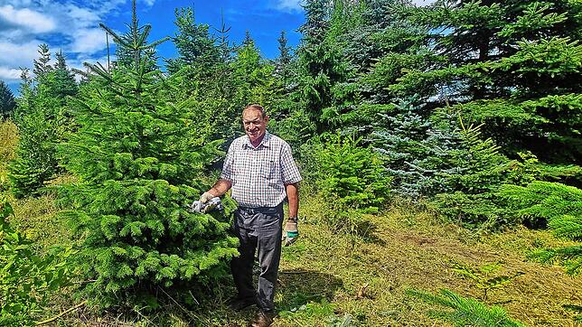 Weihnachtsbaumzüchter Georg Dreher zeigt auf seiner Plantage in Riedetsweiler an diesem Baum den Schnitt, der ihn zu einem perfekten ...