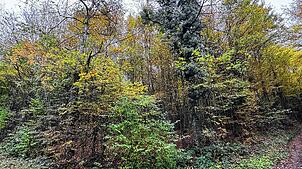 Im Wutöschinger Wald hat vor allem die Fichte in den vergangenen Jahren für hohe Hiebsätze gesorgt. Diese Baumart ist inzwischen ...