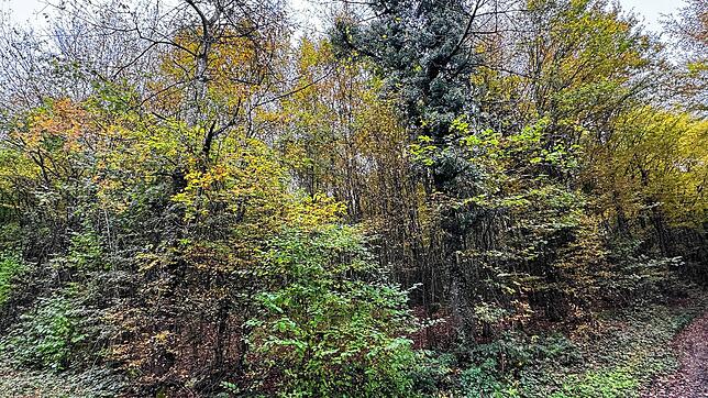 Im Wutöschinger Wald hat vor allem die Fichte in den vergangenen Jahren für hohe Hiebsätze gesorgt. Diese Baumart ist inzwischen ...