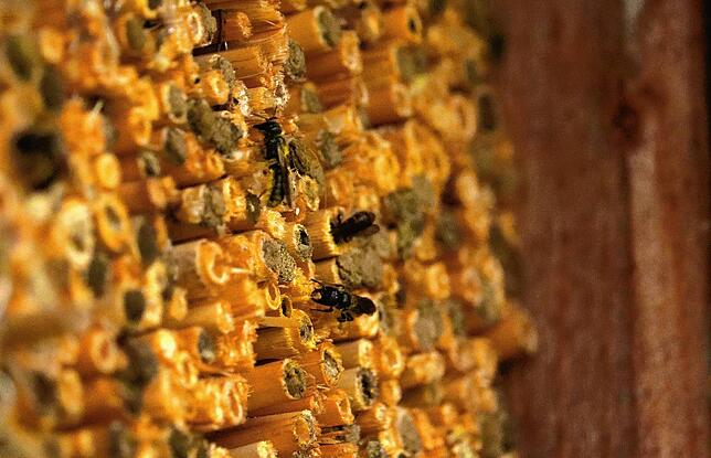 Drei Wildbienen am Insektenhotel am Lehrbienenstand Baitenhausen.