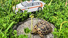Die gefundene Schildkröte sitzt auf einem Stein neben einem Schweizer Polizeiauto-Modell.