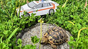 Die gefundene Schildkröte sitzt auf einem Stein neben einem Schweizer Polizeiauto-Modell.