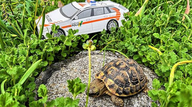 Die gefundene Schildkröte sitzt auf einem Stein neben einem Schweizer Polizeiauto-Modell.