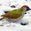 Wer diesen Vogel in seinem Garten sieht hat Glück gehabt. Nur sehr selten wurde er bei der Aktion &bdquo;Stunde der Wintervögel&ldquo; ...