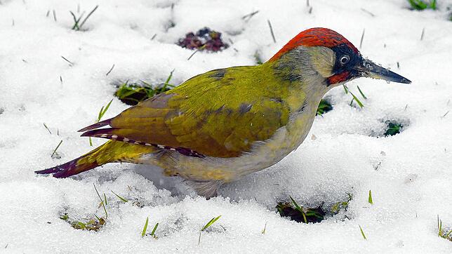 Wer diesen Vogel in seinem Garten sieht hat Glück gehabt. Nur sehr selten wurde er bei der Aktion &bdquo;Stunde der Wintervögel&ldquo; ...