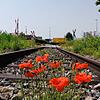 Noch wächst hier der Mohn: Gleise der Etzwiler Bahn in der Singener Südstadt.