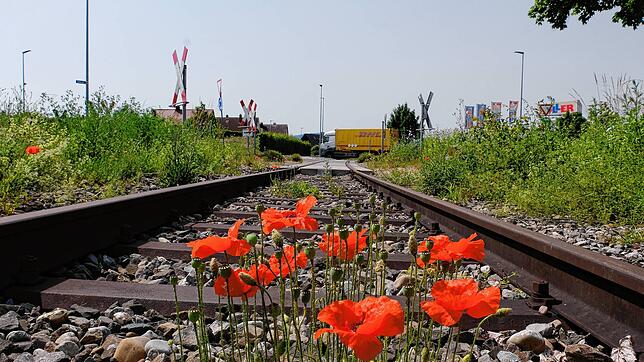 Noch wächst hier der Mohn: Gleise der Etzwiler Bahn in der Singener Südstadt.