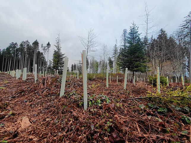 Aufforsten im Wald südlich vom Villinger Magdalenenberg: Im Frühsommer 2021 wird eine Lichtung auf dem Bergrücken neu bepflanzt. Stürme ...