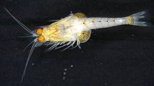 Die gefleckte Schwebegarnele Katamysis warpachowskyi, das Bild stammt aus einem Alkoholpräparat. Eigentlich ist das Tier fast durchsichtig.