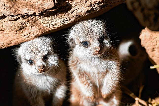 Neugierig sind die jungen Erdmännchen.