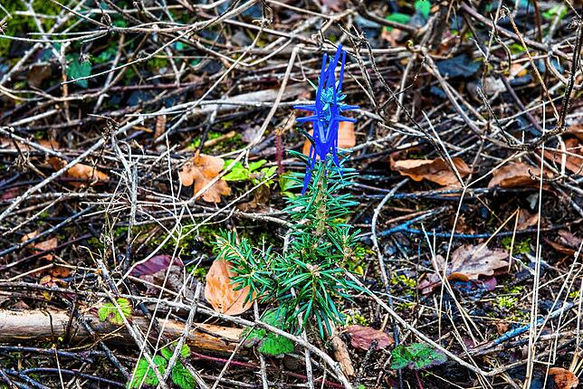Blaue Markierungen halten Rehe vom Fressen des Bäumchens ab.