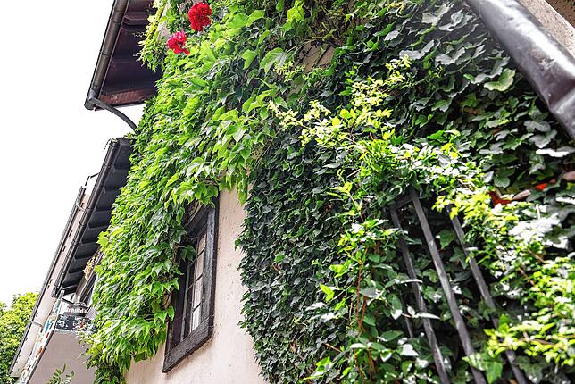 Wenig Aufwand – großer Effekt: Fassadenbegrünungen wie diese in der Untertorstraße tragen indirekt zum Klimaschutz bei. Derartige ...
