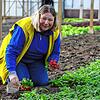Es gibt immer etwas zu tun: Selbst im Winter kann Diana Maier-Ketterer vom Gemüsebaubetrieb Duventäster-Maier in Moos in den ...