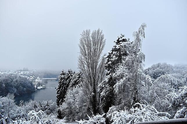 Winterliches Stillleben mit schneebehangenen Bäumen aus Altenburg, im Hintergrund ist die Rheinauer Brücke zu sehen.