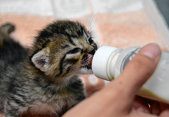 Ein Katzenbaby wird mit der Flasche gefüttert. Alle zwei bis drei Stunden, auch nachts, müssen die ganz Kleinen versorgt werden.
