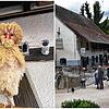 Huhn Erna lebt eigentlich auf der Lochmühle in Eigeltingen, doch jetzt ist das Paduaner Haubenhuhn weg.