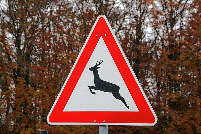Achtung Wildwechsel! Besondere Gefahrenstellen, an denen Wildtiere häufig die Straße überqueren, sind mit solchen Schildern markiert.