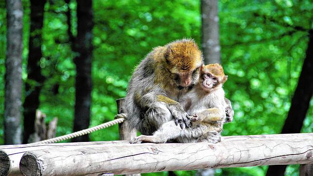 Am Affenberg erhält man Einblick in das Familienleben der Berberaffen.