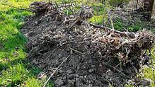 Waldbesucher, die Zeugen der illegalen Müllentsorgung geworden sind, werden gebeten, sich zu melden. Foto: Thomas Hirner