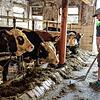 Gutes Vieh will auch richtig genährt sein. Das Futter wird durch höhere Produktionskosten aber teurer. Das Bild zeigt den Landwirt ...