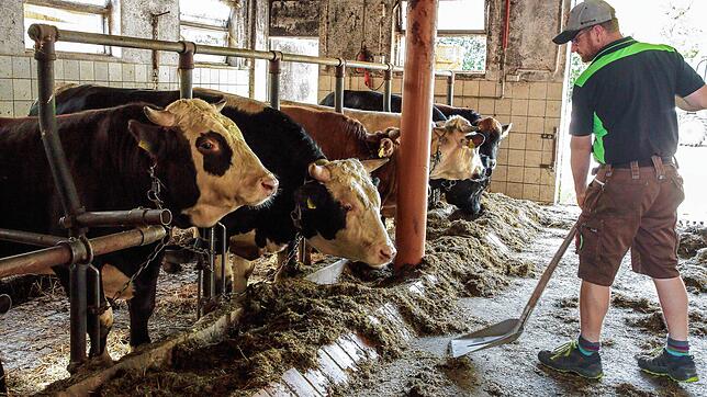 Gutes Vieh will auch richtig genährt sein. Das Futter wird durch höhere Produktionskosten aber teurer. Das Bild zeigt den Landwirt ...