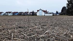 Die letzte Maisernte auf dieser Fläche? Möglicherweise wird am Neufracher Ortsrand bald gebaut.