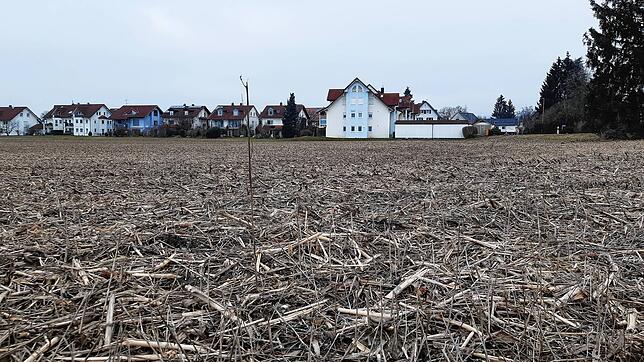 Die letzte Maisernte auf dieser Fläche? Möglicherweise wird am Neufracher Ortsrand bald gebaut.