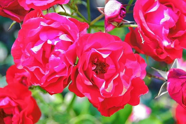 Detailaufnahme der Rosenzüchtung Black Forest, die im Rahmen der Landesgartenschau 2010 auf diesen Namen getauft wurde. Zu finden ist ...