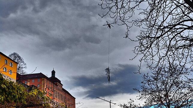 Abtransport im Minutentakt: Mit dem gefällten Baum am Haken fliegt der Hubschrauber vom Steilhang unterhalb des Neuen Schlosses in ...
