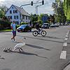 Hier geht&lsquo;s zum See: Peter Serwe schirmt in Markelfingen auf der großen Kreuzung die Schwäne mit ihren vier Jungen vor dem Verkehr ab.