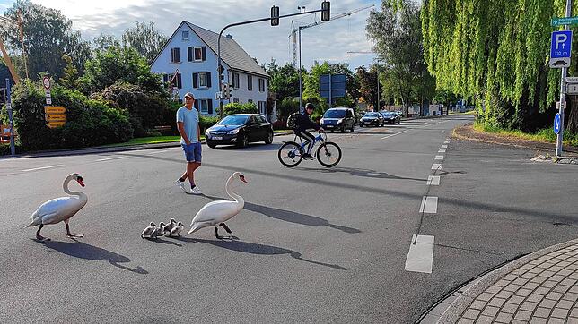 Hier geht&lsquo;s zum See: Peter Serwe schirmt in Markelfingen auf der großen Kreuzung die Schwäne mit ihren vier Jungen vor dem Verkehr ab.