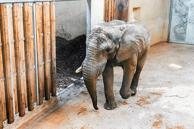 Tuskers Vorgänger: Elefantenbulle Jack (hier bei seiner Ankunft in Basel 2017) lebt nun wieder in Ungarn.