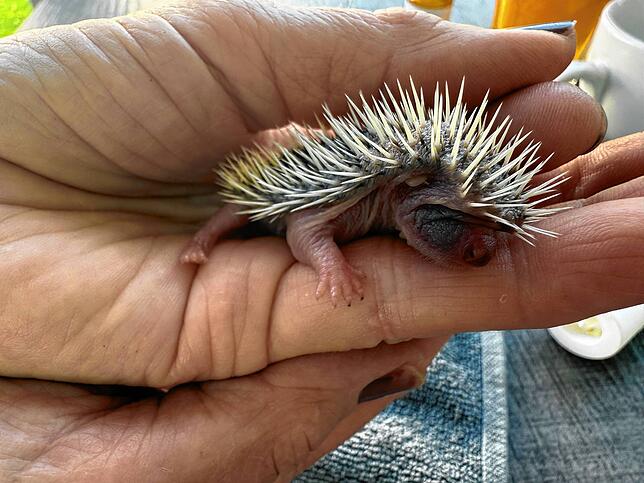 Ein junger Igel.